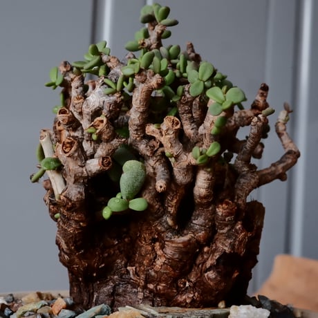 ケラリア ピグマエア 現地株 発根済［No.19］  ×   森田昌求 作 「 Abstract Scratch」 3.5号 植木鉢 笠間焼
