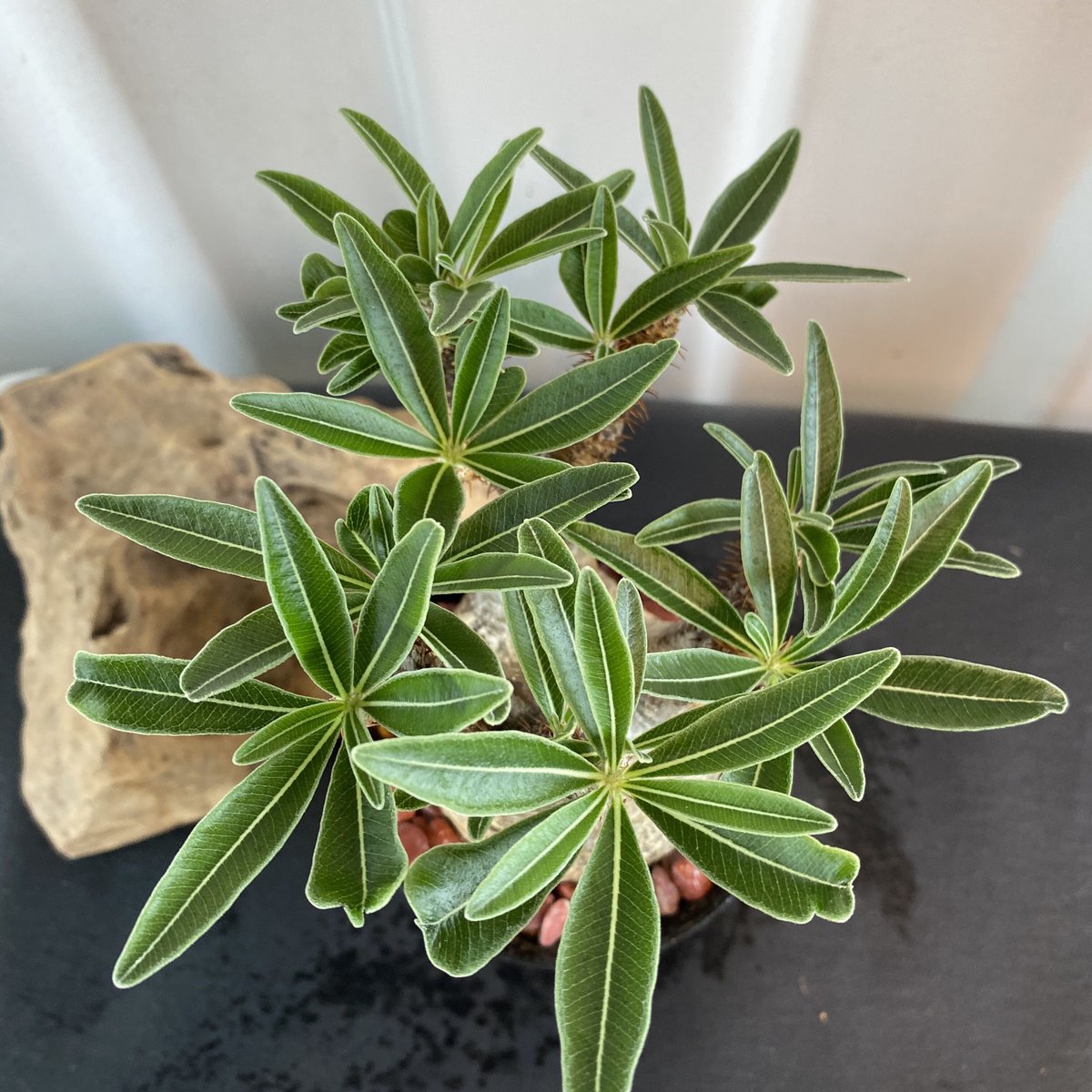 グラキリス 発根済 2020年8月輸入 現地株】BH-C46 化粧石付き | Botani