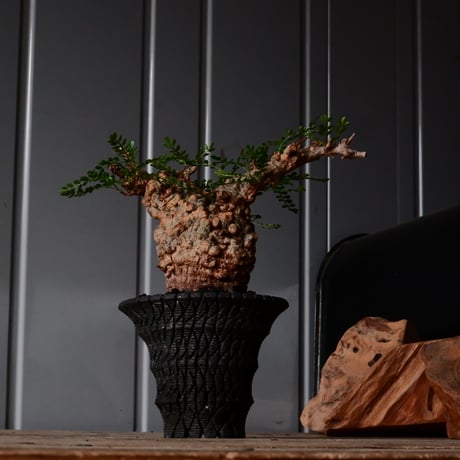 オペルクリカリア パキプス φ8cm［No.26］  × 沖誠 作品【 Bark / upper spread 】3号 植木鉢 笠間焼