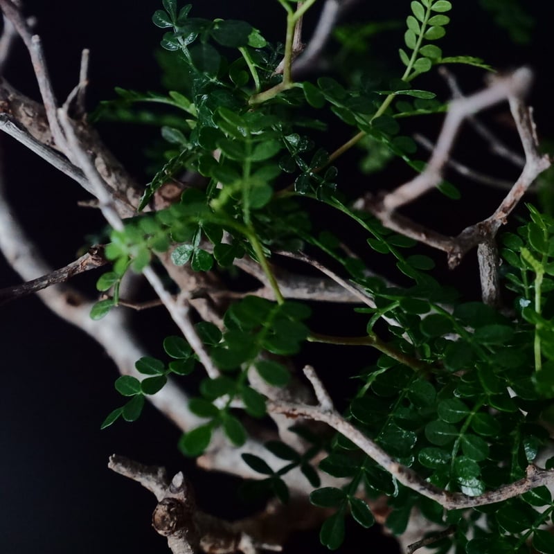 オペルクリカリア パキプス［No.19］ × HINUMA RYU 作 「龍ノ長鉢」植木