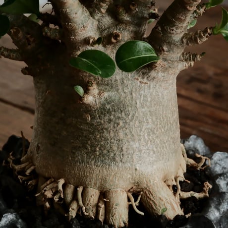《美形》アデニウム アラビカム " ドワーフ " φ8cm［No.16］  ×  松野然 作 「ZEN」3.5号 植木鉢