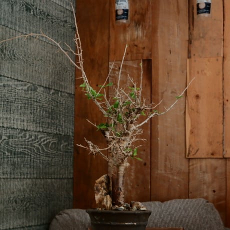 コミフォラ シンプリキフォリア M［No.51］  ×   磯部祐介 作「 瓦 - kawara - " 金剛 tall ver. " 」4号 植木鉢 笠間焼