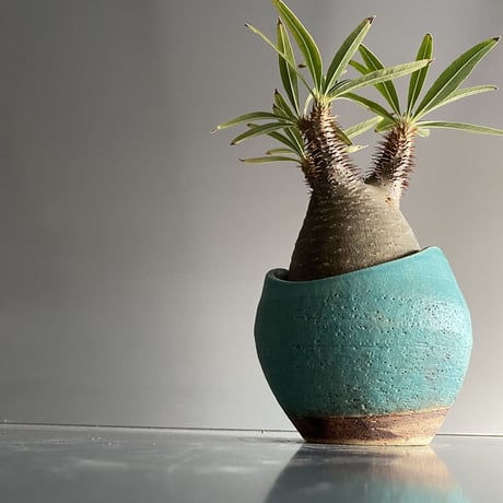 Gracilius  ×  Shell pot S「Turquoise blue」 - 笠間焼 - D13