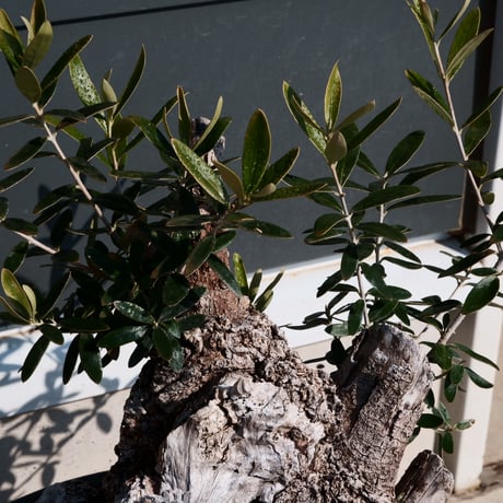 Old Olive 古木オリーブ［No.24］× 10号皿鉢 (φ30cm)