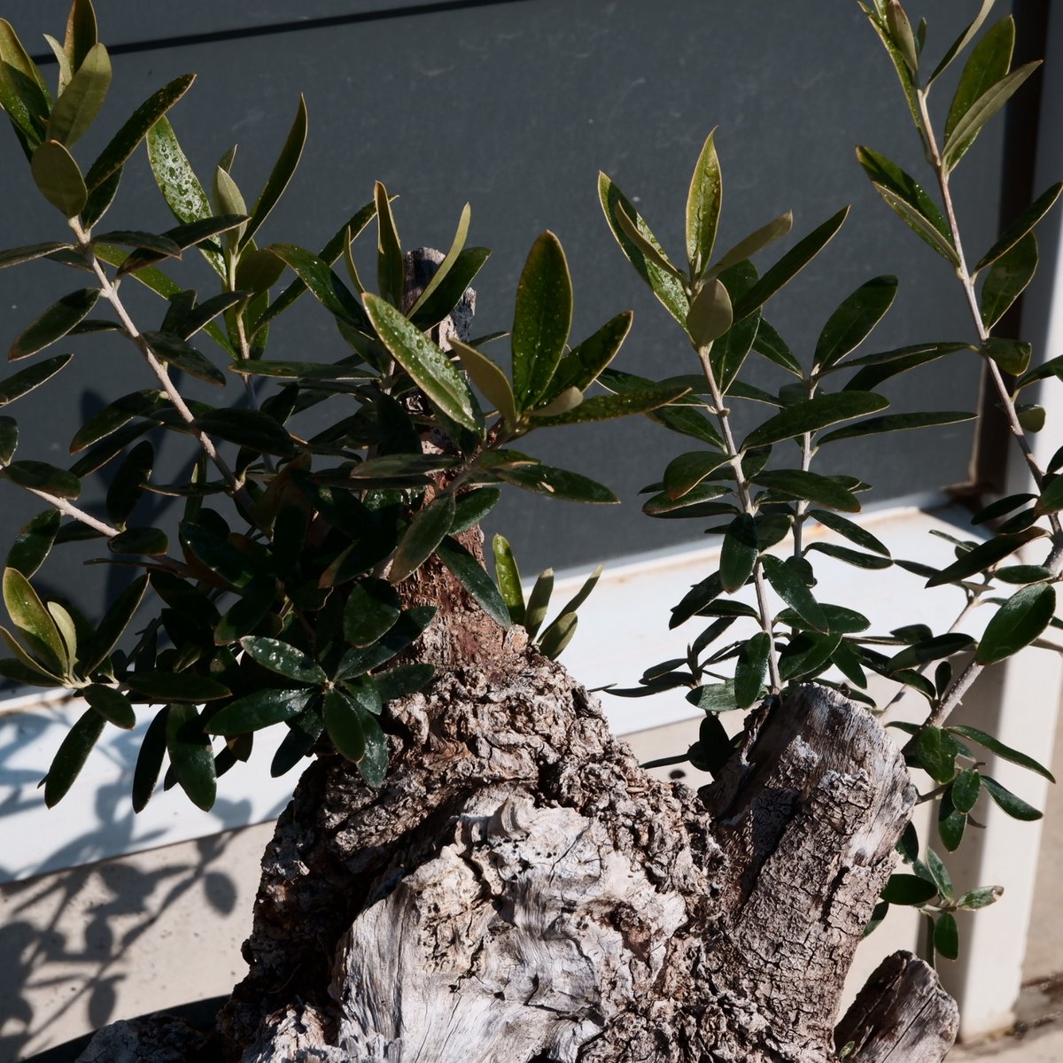 ★☺︎⭐︎☺︎★...& BUHI　オリーブの木　古木　螺旋　10号 Old Olive 古木オリーブ［No.24］× 10号皿鉢 (φ30cm) | Botani