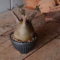 グラキリス φ8cm - 象牙宮 -［No.68］  ×   森田昌求 作 「 CLAW - M - 」 3.5号 植木鉢 笠間焼