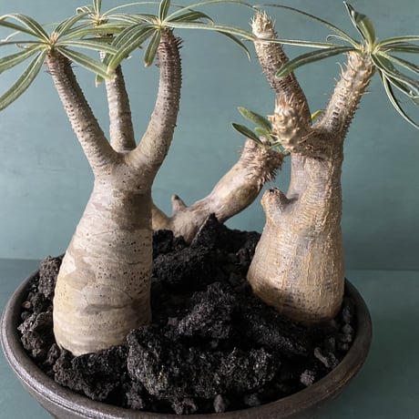 Madagascar Rock Garden - Black -［ No.5 ］