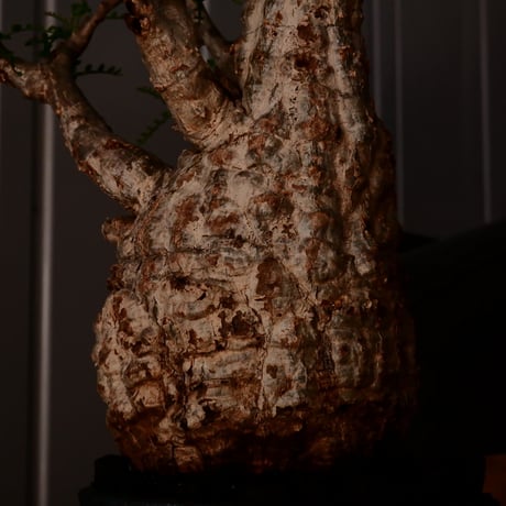 オペルクリカリア パキプス φ10cm［No.17］  ×   根本峻吾 作 S.N POT type.slim「 雷電 」 4号 植木鉢