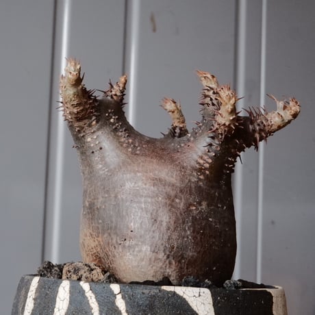 グラキリス φ7cm - 象牙宮 -［No.64］  ×   沼野秀章 作「 黒ニ白 」3号 植木鉢 笠間焼