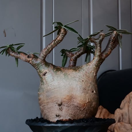 グラキリス φ11cm  - 象牙宮 -［No.63］  × 沖誠 作「Spilal - 燻銀彩 - / upper spread 」 4号 植木鉢 笠間焼