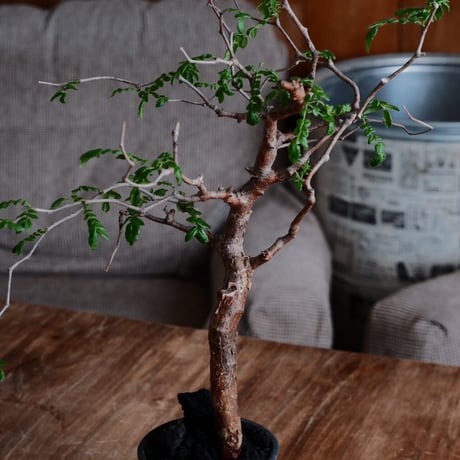 コミフォラ モンストローサ［No.24］  ×  磯部祐介 作「 瓦 - kawara - 闇堕ち tall ver.」3号 植木鉢 笠間焼