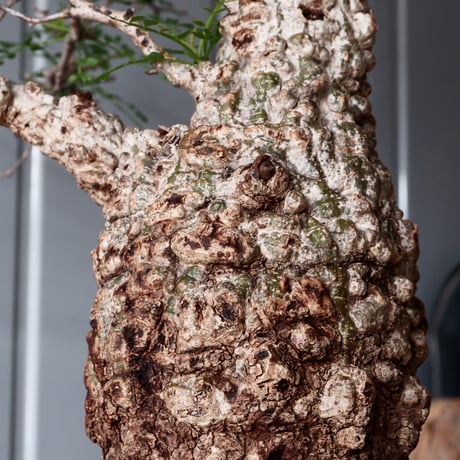 オペルクリカリア パキプス φ 11cm［No.05］  × 根本峻吾 作 S.N POT type.cylinder「 月光ノ爪牙」4.5号 植木鉢 笠間焼