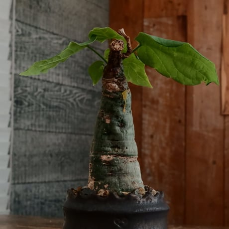 アデニア クリスタルグリーン［No.57］  ×   根本峻吾 作 S.N POT type.cylinder「 刻印  - kokuin - 」3号 植木鉢 笠間焼