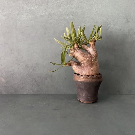 CATEGORY イノピナツム - Inopinatum - | Botanical Holic