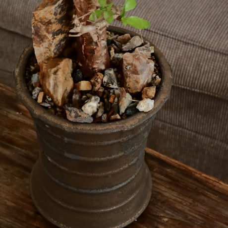 コミフォラ シンプリキフォリア M［No.51］  ×   磯部祐介 作「 瓦 - kawara - " 金剛 tall ver. " 」4号 植木鉢 笠間焼