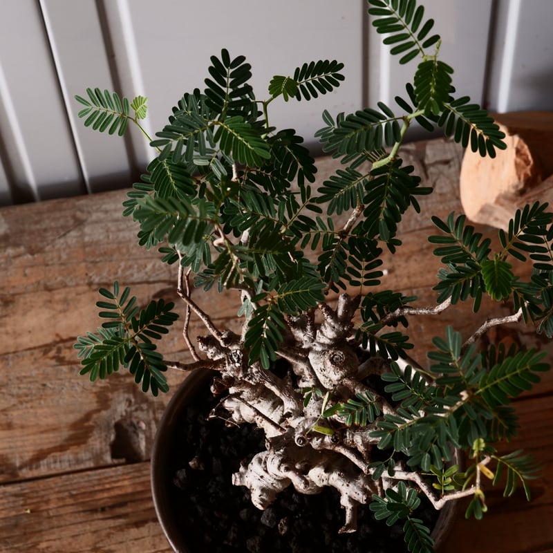 センナ メリディオナリス 輸入株［No.38］ × 松野 然 作 「ZEN」5.5号