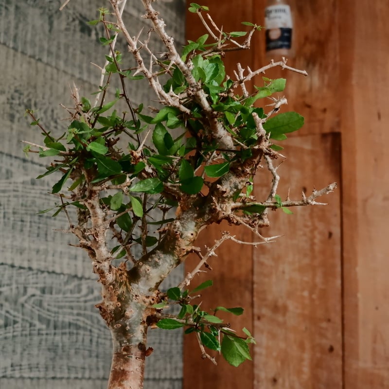 コミフォラ シンプリキフォリア［No.69］ × 磯部祐介 作「 瓦 - kawara