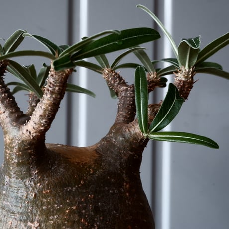 グラキリス φ9.5cm - 象牙宮 - ［No.40］  ×   沼野秀章 作「 black wrap 」3号 植木鉢 笠間焼