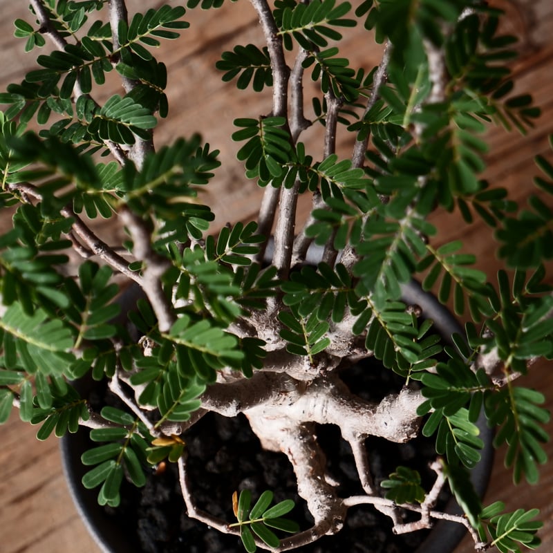 センナ メリディオナリス 輸入株［No.36］ × 與那嶺大輔 作 【 琉球飛