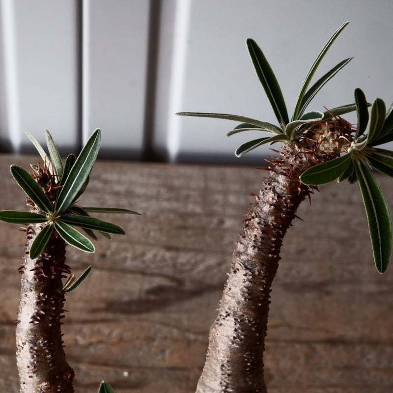 グラキリス φ8.5cm - 象牙宮-［No.45］× 根本峻吾 作 S.N POT type