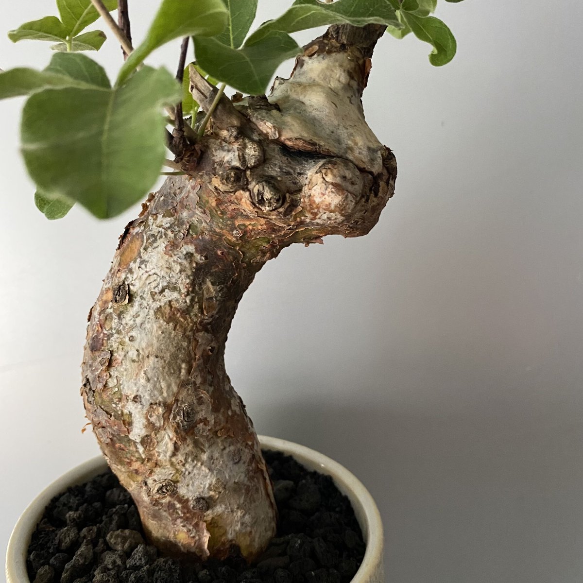 コミフォラ オルビクラシス 発根済み Scratch Lightning Basic