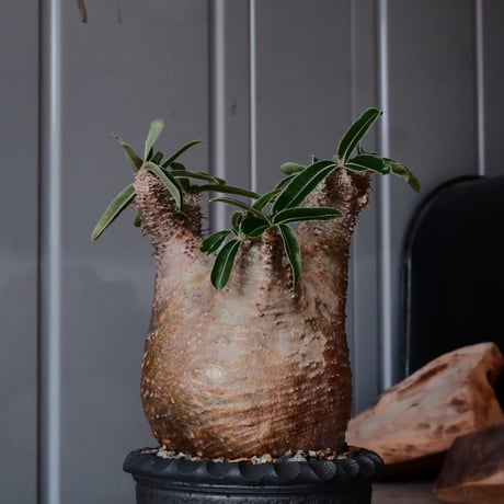 グラキリス φ8.5cm - 象牙宮 -［No.54］  ×    與那嶺大輔 作 「琉球飛び鉋」3号 植木鉢