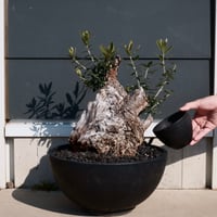 Old Olive 古木オリーブ［No.24］× 10号皿鉢 (φ30cm)
