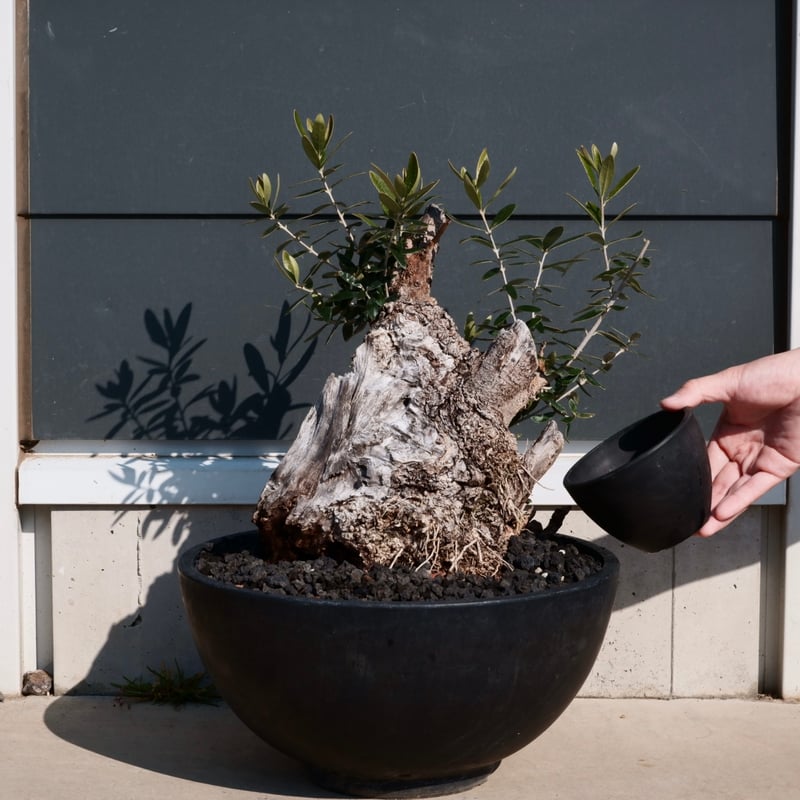 Old Olive 古木オリーブ［No.24］× 10号皿鉢 (φ30cm) | Botani