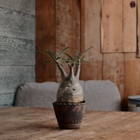 発根済 グラキリス  - 象牙宮 - size S［No.226］  ×  與那嶺大輔 作 「琉球飛び鉋」3号 植木鉢