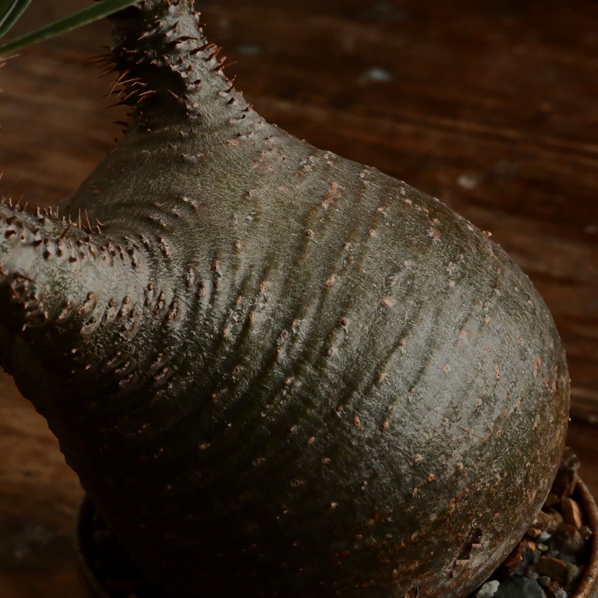 グラキリス M - 象牙宮- ［No.184］ × 鈴木まるみ 作 3.5号 植木鉢 笠