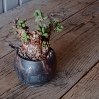 ケラリア ピグマエア［No.44］  × 磯部祐介 作品【 円 - 闇堕ち - 】2.5号 植木鉢 笠間焼
