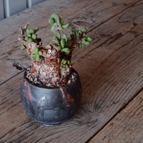 CATEGORY ケラリアピグマエア - Pygmaea - | Botanical Holic CATEGORY ケラリアピグマエア - Pygmaea - | Botanical Holic