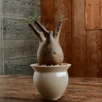 グラキリス S - 象牙宮 -［No.201］  ×   坂本新 作「 LUSTER OVERGLAZE - white pearl -  」3.5号 植木鉢 笠間焼