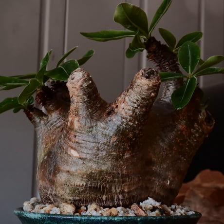 マカイエンセ φ11cm - 魔界玉 - ［No.20］  ×   森田昌求 作 「 CLAW /  BORDER  」 4号 植木鉢 笠間焼