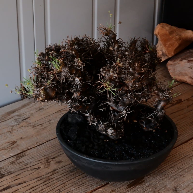 大株 】オトンナ ユーフォルビオイデス ［No.89］ × 8号 浅鉢 植木鉢