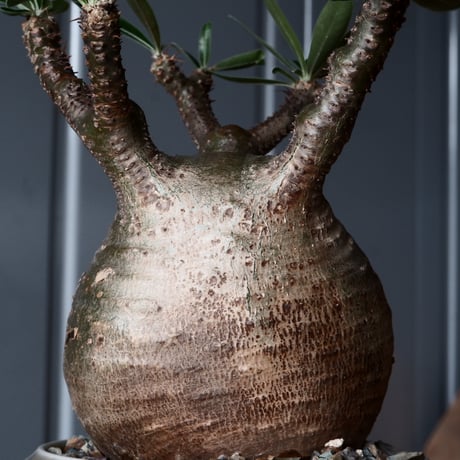 グラキリス φ9cm - 象牙宮-［No.48］× 坂本新 作 作品【 LUSTER GREY 】3号 植木鉢 笠間焼