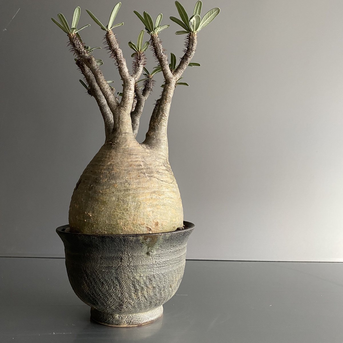 Gracilius M グラキリス 中〜大サイズ - C76 | Botanical Holic