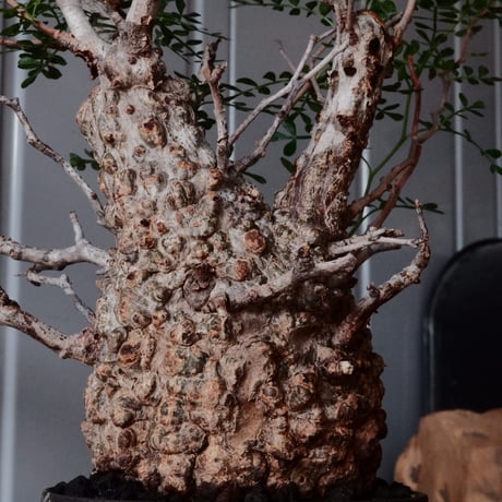 オペルクリカリア パキプス φ10cm［No.25］  × 杉山悠 作 φ12cm 植木鉢 笠間焼