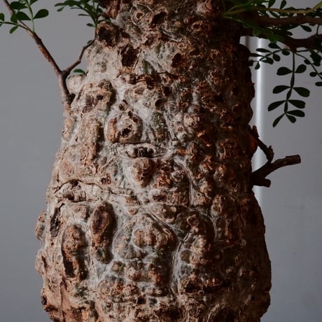オペルクリカリア パキプス φ 11cm［No.27］  × 杉山悠 作 φ11cm 植木鉢 笠間焼