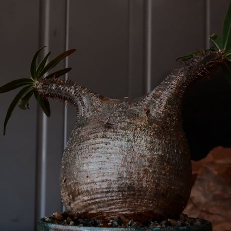 グラキリス φ8cm - 象牙宮 -［No.23］  ×   森田昌求 作 「 CLAW / M 」 3号 植木鉢 笠間焼