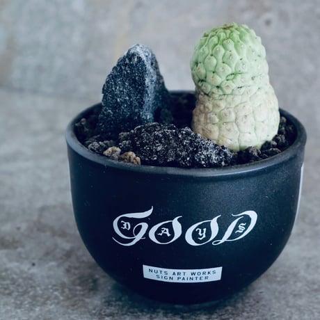 仏頭玉 ラリレアキア カクティフォルメ  No.03  ×   " EartH POWER " DESIGN POT / BLACK