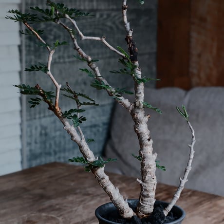 センナ メリディオナリス［No.44］  ×  磯部祐介 作「 鎧 - yoroi - 闇堕ち tall ver.」4号 植木鉢 笠間焼