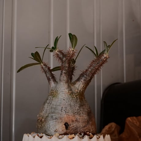 【 φ8.5cm 】グラキリス - 象牙宮 - ［No.244］  × 中野明彦 作 「 KIRIKO」4号 植木鉢 笠間焼