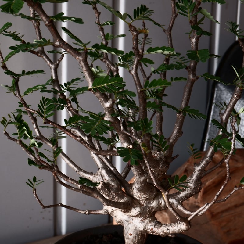 センナ メリディオナリス 輸入株［No.36］ × 與那嶺大輔 作 【 琉球飛