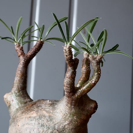 グラキリス φ10cm - 象牙宮 -［No.38］  ×   沼野秀章 作「 刻ム音 」3号 植木鉢 笠間焼