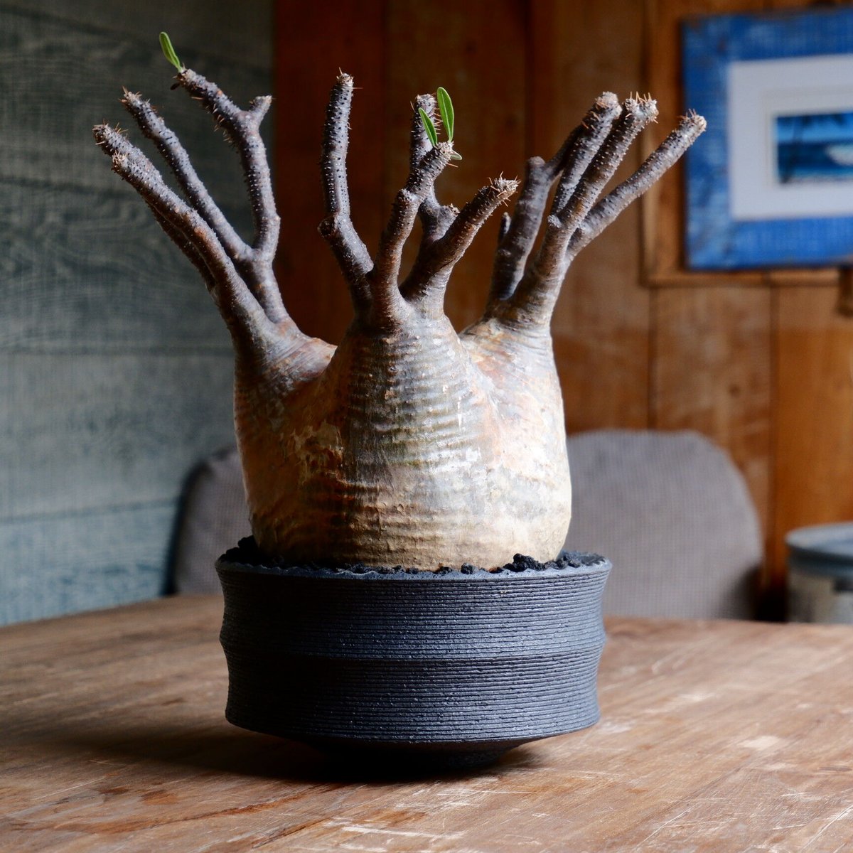 大株 赤肌 グラキリス - 象牙宮 - size XL［No.38］ × 沖誠 作品