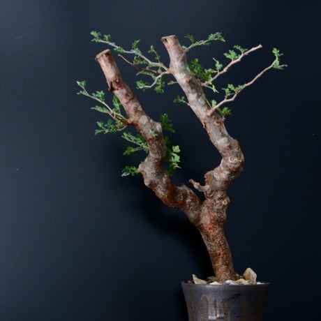 《特大》コミフォラ モンストローサ XL ［M-01］×  S.N.POT type.tall 5号鉢 ［作家  "根本峻吾"］