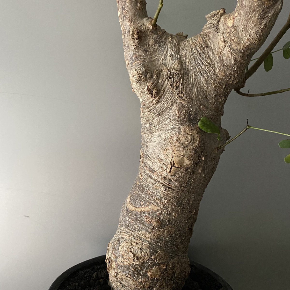 発根済 デロニクス プミラ BDP-05 | Botanical Holic