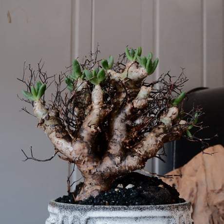 万物想 チレコドン レティキュラーツス［No.03］  ×   根本峻吾 作 S.N POT type.cylinder「 月光ノ鐵」 3.5号 植木鉢