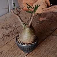 グラキリス φ8.5cm - 象牙宮 -［No.71］  ×   森田昌求 作 「 CLAW - M - 」 3.5号 植木鉢 笠間焼